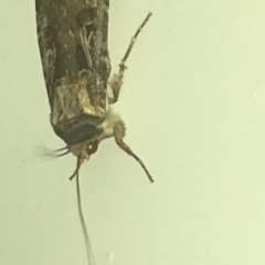 Agrotis munda at Aranda, ACT - 30 Nov 2019