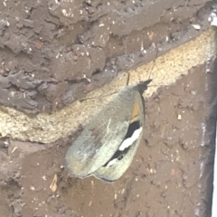 Heteronympha merope at Aranda, ACT - 30 Nov 2019 06:36 PM