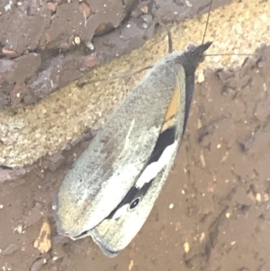 Heteronympha merope at Aranda, ACT - 30 Nov 2019 06:36 PM