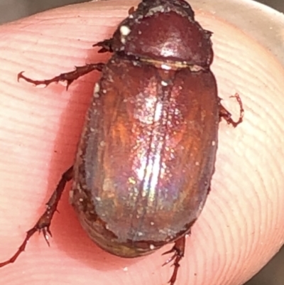 Melolonthinae (subfamily) (Cockchafer) at Aranda, ACT - 30 Nov 2019 by Jubeyjubes