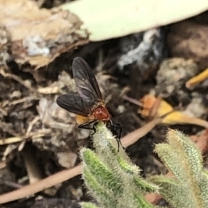 Bibio imitator at Aranda, ACT - 30 Nov 2019 02:53 PM