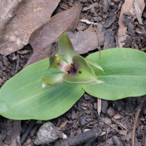 Chiloglottis valida at Cotter River, ACT - suppressed