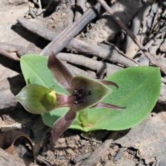 Chiloglottis valida at Cotter River, ACT - suppressed