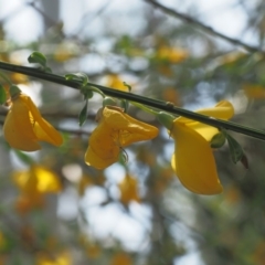 Cytisus scoparius subsp. scoparius at Cotter River, ACT - 31 Oct 2019