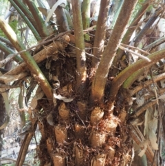 Cyathea australis subsp. australis (Rough Tree Fern) at Coree, ACT - 30 Oct 2019 by KenT