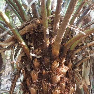 Cyathea australis subsp. australis (Rough Tree Fern) at Coree, ACT - 30 Oct 2019 by KenT