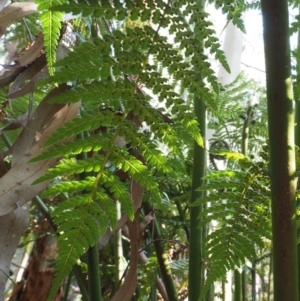 Dicksonia antarctica at Coree, ACT - suppressed