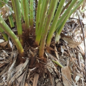 Dicksonia antarctica at Coree, ACT - suppressed