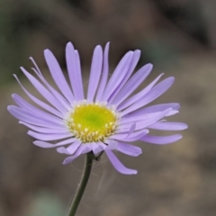 Brachyscome spathulata (Coarse Daisy, Spoon-leaved Daisy) at Blue Range - 28 Nov 2019 by KenT