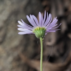 Brachyscome spathulata at Coree, ACT - 28 Nov 2019 10:03 AM