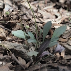 Brachyscome spathulata at Coree, ACT - 28 Nov 2019 10:03 AM