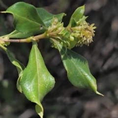 Coprosma hirtella (Currant Bush) at Coree, ACT - 28 Nov 2019 by KenT