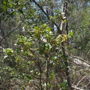 Coprosma hirtella at Coree, ACT - 28 Nov 2019 11:03 AM