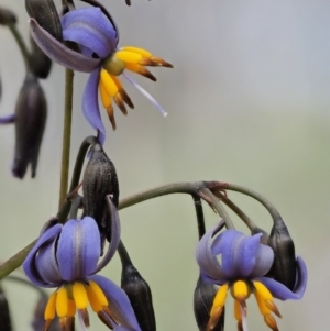 Dianella tasmanica at Coree, ACT - 28 Nov 2019 10:03 AM