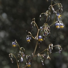 Dianella tasmanica at Coree, ACT - 28 Nov 2019 10:03 AM