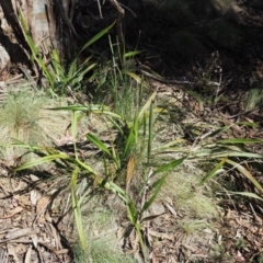 Dianella tasmanica at Coree, ACT - 28 Nov 2019