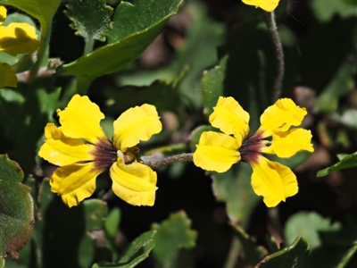 Goodenia hederacea subsp. alpestris at Coree, ACT - 28 Nov 2019 by KenT
