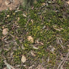 Goodenia hederacea subsp. alpestris at Coree, ACT - 28 Nov 2019