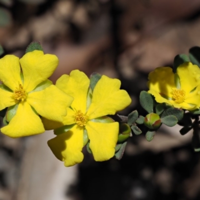 Hibbertia obtusifolia (Grey Guinea-flower) at Coree, ACT - 27 Nov 2019 by KenT