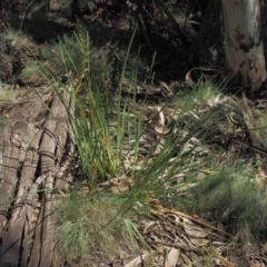 Lomandra longifolia at Coree, ACT - 28 Nov 2019