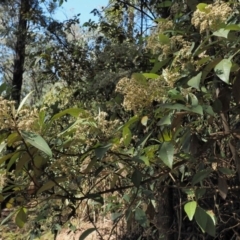 Olearia argophylla (Native Musk) at Blue Range - 28 Nov 2019 by KenT