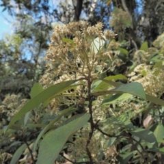 Olearia argophylla at Coree, ACT - 28 Nov 2019 07:59 AM