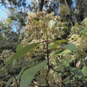 Olearia argophylla at Coree, ACT - 28 Nov 2019 07:59 AM