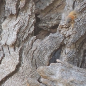 Apis mellifera at Tennent, ACT - 11 Nov 2019