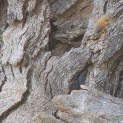 Apis mellifera (European honey bee) at Tennent, ACT - 11 Nov 2019 by michaelb