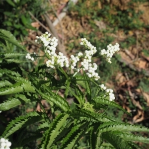 Sambucus gaudichaudiana at Coree, ACT - 28 Nov 2019 07:26 AM