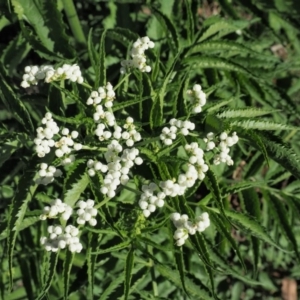 Sambucus gaudichaudiana at Coree, ACT - 28 Nov 2019 07:26 AM