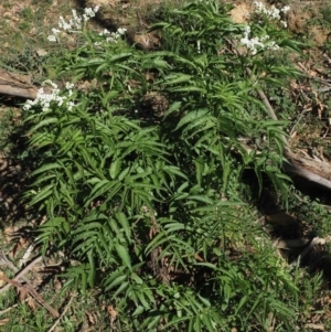 Sambucus gaudichaudiana at Coree, ACT - 28 Nov 2019 07:26 AM