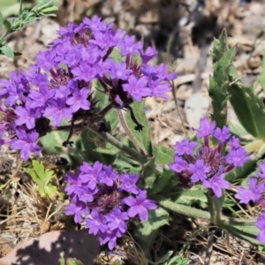 Verbena rigida var. rigida at Coree, ACT - 28 Nov 2019 12:54 PM