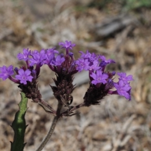 Verbena rigida var. rigida at Coree, ACT - 28 Nov 2019 12:54 PM