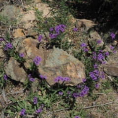 Verbena rigida var. rigida at Coree, ACT - 28 Nov 2019 12:54 PM