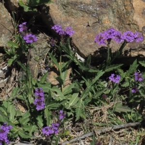 Verbena rigida var. rigida at Coree, ACT - 28 Nov 2019 12:54 PM