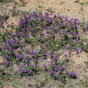 Verbena rigida var. rigida at Coree, ACT - 28 Nov 2019 12:54 PM