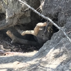 Vombatus ursinus (Bare-nosed Wombat) at Bungendore, NSW - 1 Dec 2019 by yellowboxwoodland