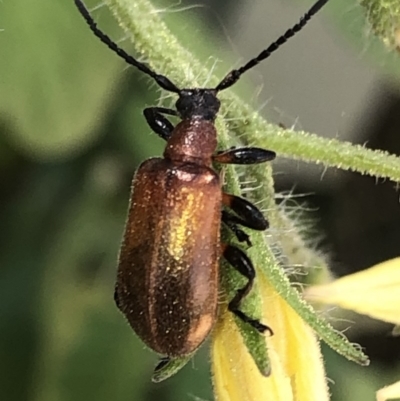 Ecnolagria grandis (Honeybrown beetle) at Aranda, ACT - 1 Dec 2019 by Jubeyjubes