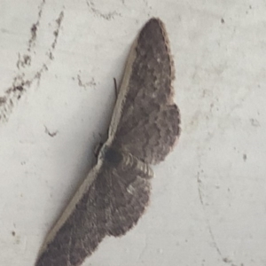 Idaea costaria at Aranda, ACT - 1 Dec 2019 10:06 AM