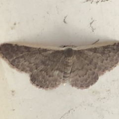 Idaea costaria at Aranda, ACT - 1 Dec 2019 10:06 AM