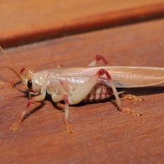 Paragryllacris sp. (genus) at Evatt, ACT - 29 Nov 2019