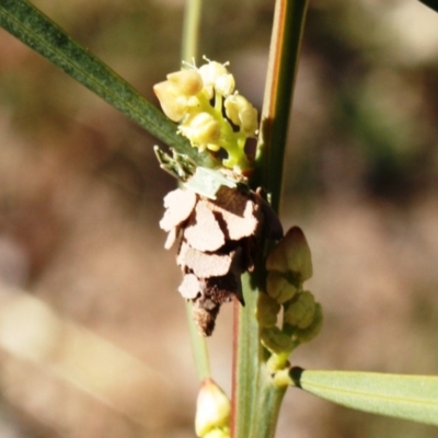 Psychidae (family) MATURE (Case Moth) at Tathra, NSW - 5 Aug 2018 by KerryVance2