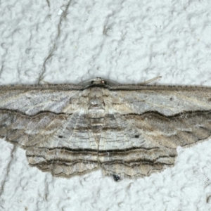 Euphronarcha luxaria at Ainslie, ACT - 27 Nov 2019