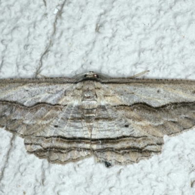 Euphronarcha luxaria (Striated Bark Moth) at Ainslie, ACT - 27 Nov 2019 by jb2602