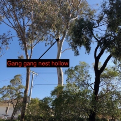 Callocephalon fimbriatum (Gang-gang Cockatoo) at Yarralumla, ACT - 1 Dec 2019 by Ratcliffe