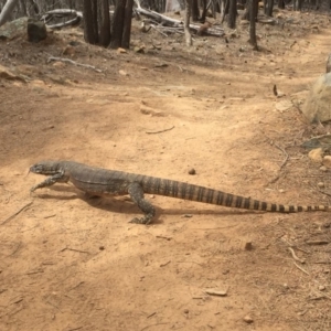 Varanus rosenbergi at Majura, ACT - suppressed