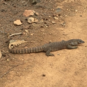 Varanus rosenbergi at Majura, ACT - suppressed