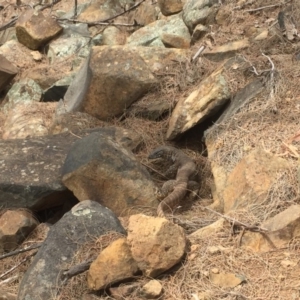 Varanus rosenbergi at Majura, ACT - 1 Dec 2019