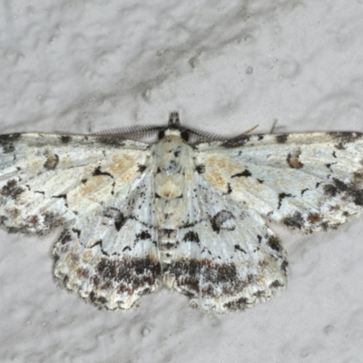 Sandava scitisignata (A noctuid moth) at Ainslie, ACT - 27 Nov 2019 by jbromilow50